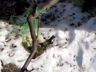 Erlenzeisig, Carduelis spinus