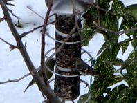 Erlenzeisig, Carduelis spinus