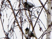 Erlenzeisig, Carduelis spinus