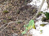 Erlenzeisig, Carduelis spinus