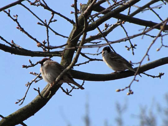 Feldsperling, Passer montanus