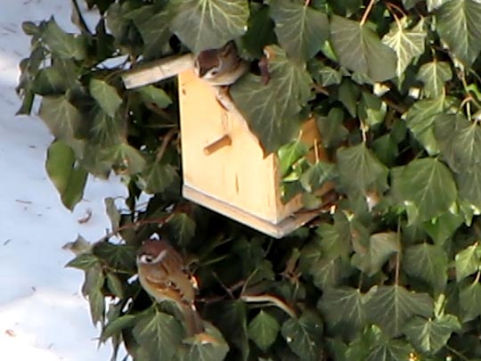 Feldsperling, Passer montanus