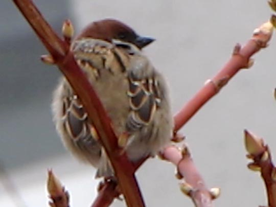 Feldsperling, Passer montanus