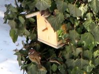 Feldsperling, Passer montanus