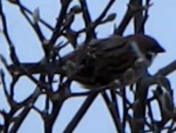 Feldsperling, Passer montanus