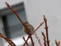 Feldsperling, Passer montanus