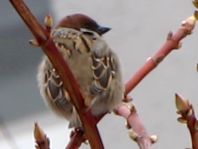 Feldsperling, Passer montanus