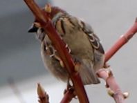 Feldsperling, Passer montanus