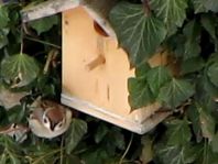 Feldsperling, Passer montanus
