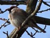 Feldsperling, Passer montanus