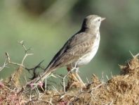 Kanarenpieper, Anthus berthelotii