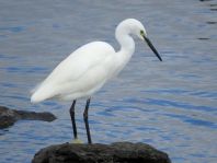 Seidenreiher, Egretta garzetta