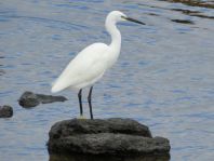 Seidenreiher, Egretta garzetta