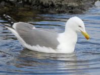 Möwe