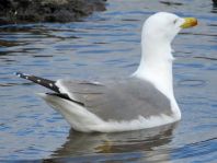 Möwe