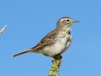 Kanarenpieper, Anthus berthelotii