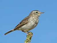 Kanarenpieper, Anthus berthelotii