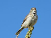 Kanarenpieper, Anthus berthelotii