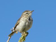 Kanarenpieper, Anthus berthelotii