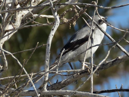 Südlicher Raubwürger, Lanius meridionalis