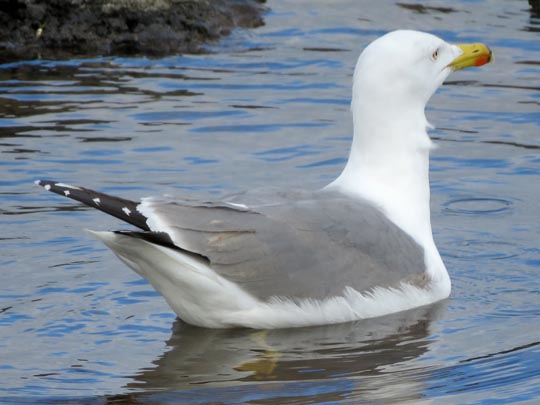 Möwe