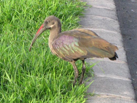 Vogel