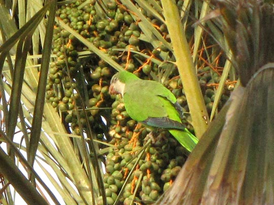 Mönchssittich, Myiopsitta monachus