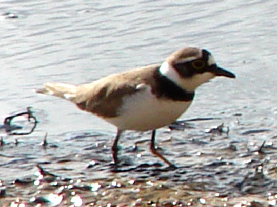 Sandregenpfeifer, Charadrius hiaticula