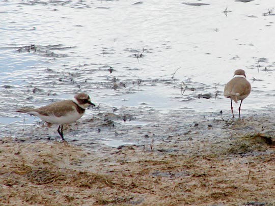 Sandregenpfeifer, Charadrius hiaticula