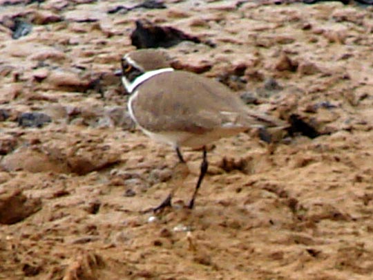 Sandregenpfeifer, Charadrius hiaticula
