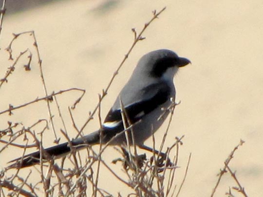 Südlicher Raubwürger, Lanius meridionalis