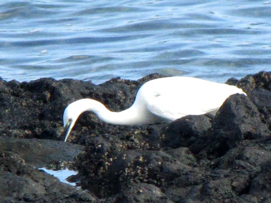 Seidenreiher, Egretta garzetta