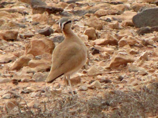 Rennvogel, Cursorius cursor