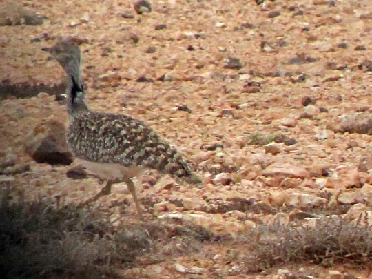 Kragentrappe, Chlamydotis undulata
