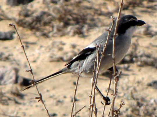 Südlicher Raubwürger, Lanius meridionalis