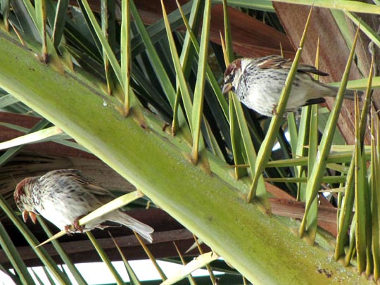 Weidensperling, Passer hispaniolensis