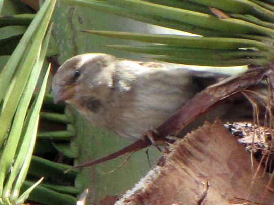 Weidensperling, Passer hispaniolensis