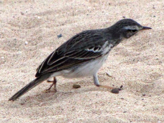 Kanarenpieper, Anthus berthelotii