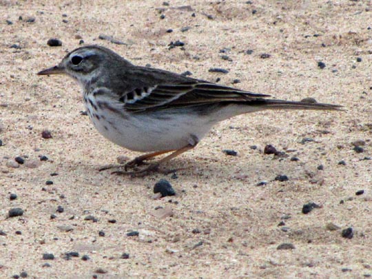 Kanarenpieper, Anthus berthelotii