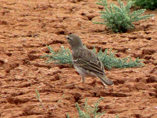 Kanarenpieper, Anthus berthelotii