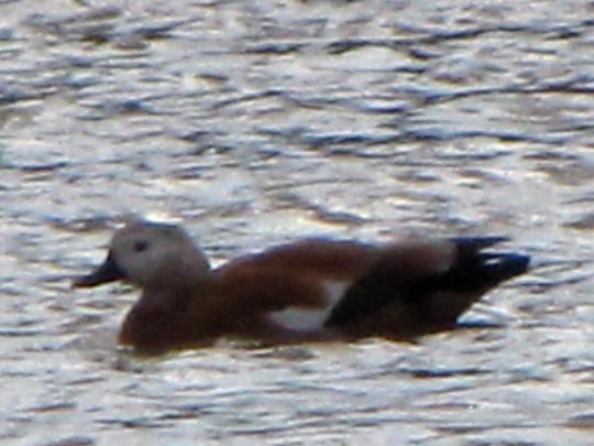 Rostgans, Tadorna ferruginea