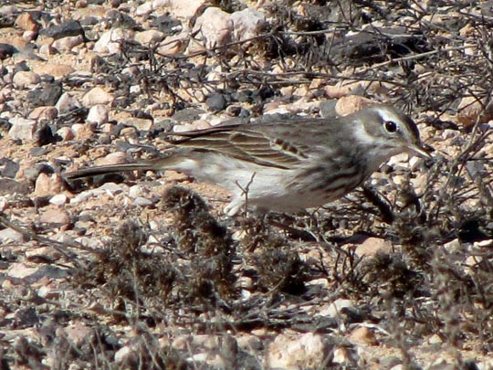 Kanarenpieper, Anthus berthelotii
