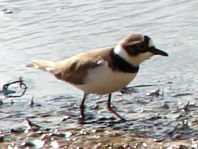 Sandregenpfeifer, Charadrius hiaticula