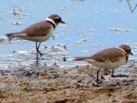 Sandregenpfeifer, Charadrius hiaticula