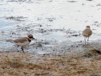 Sandregenpfeifer, Charadrius hiaticula