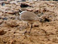 Sandregenpfeifer, Charadrius hiaticula
