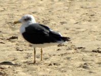 Möwe