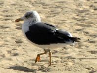 Möwe