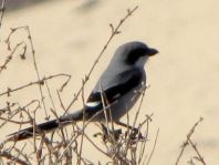 Südlicher Raubwürger, Lanius meridionalis