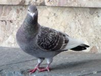 Taube